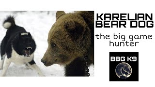 Karelian bear dog | dog breed [facts] | BBG K9 | by BBG K9 6,564 views 4 years ago 3 minutes, 11 seconds