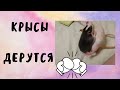 Крысы дерутся | Декоративные крысы