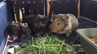 IMG 3705