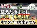【トマト】昨年オオタバコガ被害ゼロ！植えた後すぐに必ずやってほしいこと【家庭菜園】