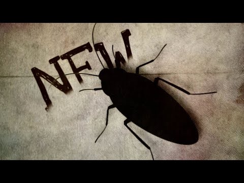 Wideo: Czy karaluch wrócił?