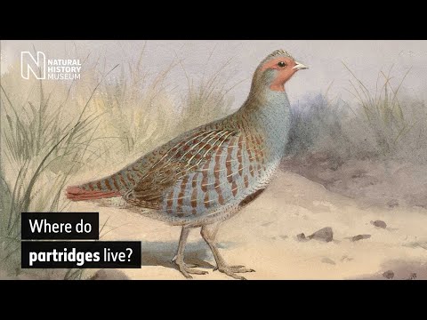 Video: Grey partridge: what kind of bird is it, where does it live and what does it eat?