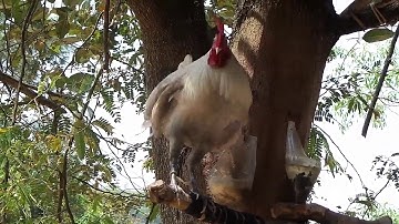 Qaib dib dawb qua zoo thiab dib tuaj zoo heev