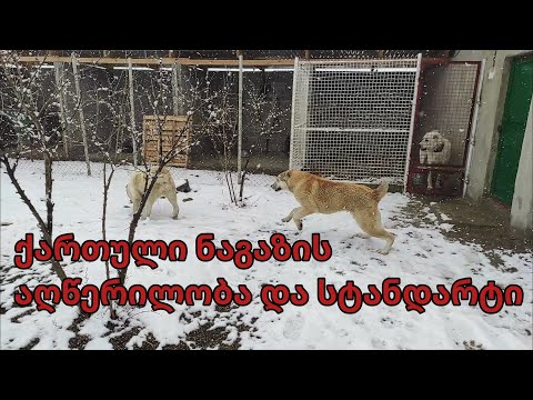 ქართული ნაგაზის აღწერილობა და სტანდარტი / ქართული მთის ძაღლი / Georgian mountain DOG