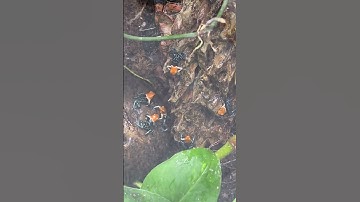 Poison Dart Frog Party! #youtubeshort #dartfrog #fyp