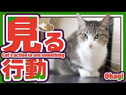 猫の可笑しな見る行動