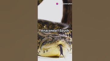 Python vs Anaconda: Battle of the Giants! #shorts