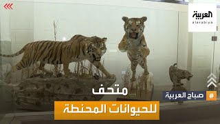 صباح العربية | متحف فريد للحيوانات المحنطة في بنشعي شمال لبنان