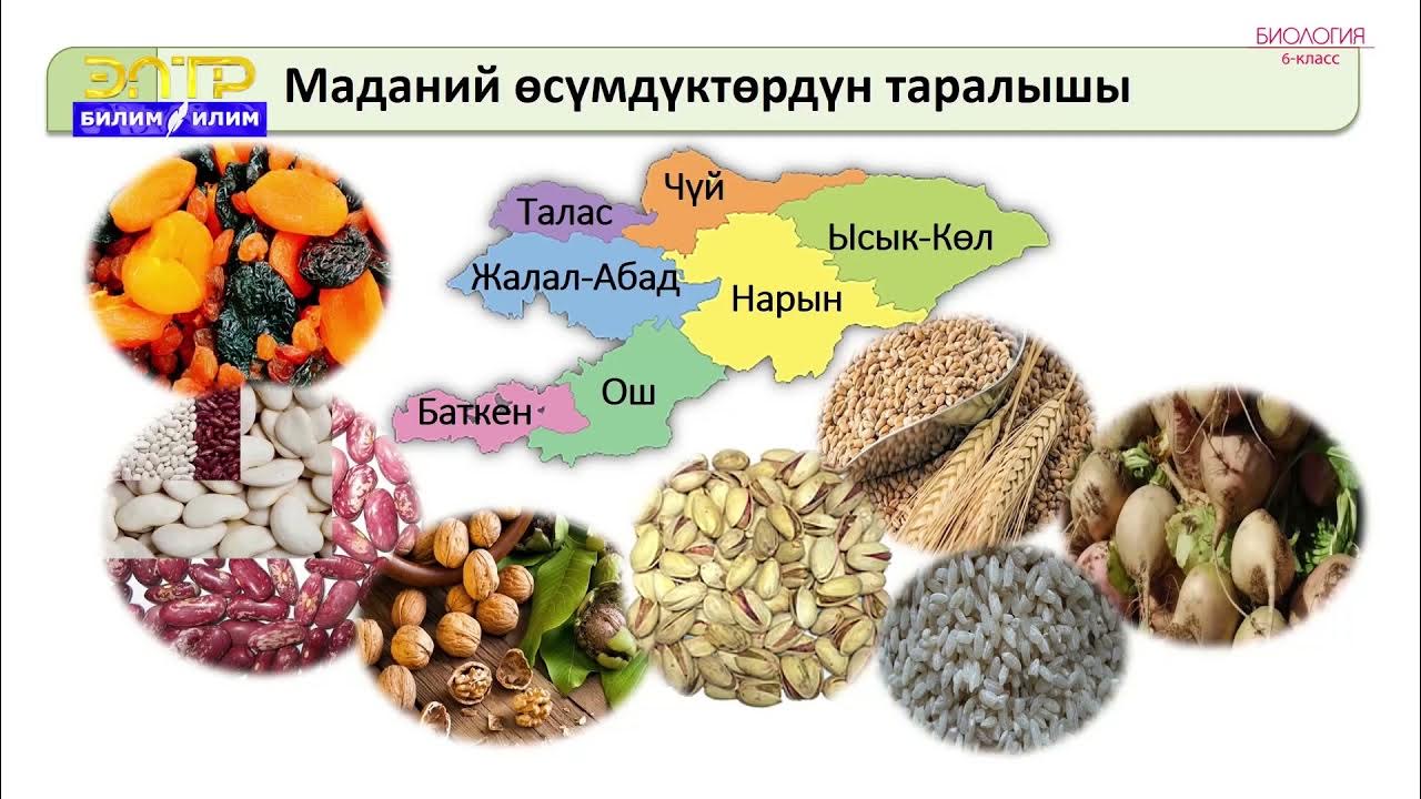 Диснейдің порно мультфильмі Дейл