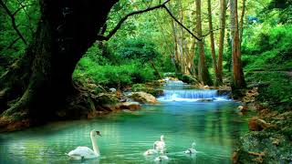 River Sounds with Birds - 1 Hour