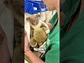 The Trick to Calm a Baby Koala 🐨❤️ #shorts