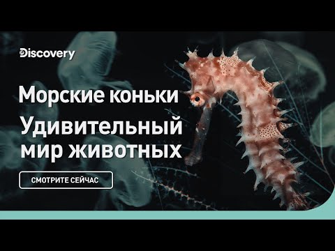 Видео: Может ли конвекция создать наземный и морской бриз?