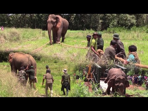 वीडियो: हाथी को कैसे पकड़ें