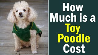 How Much is a Toy Poodle and What Other Costs Will You Pay?