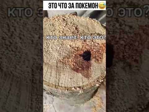 Что это такое ? #shorts #2024 #приколы