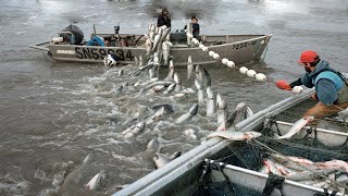 Automatic Long Net Fishing And Traditional Marine Nets  The best Fishing Fisherman