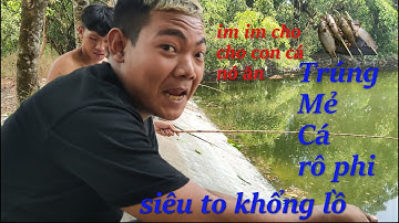 Trương Hải Official - Trương Hải câu trúng Ổ cá rô phi siêu to khổng lồ đem về chiên giòn và nướng