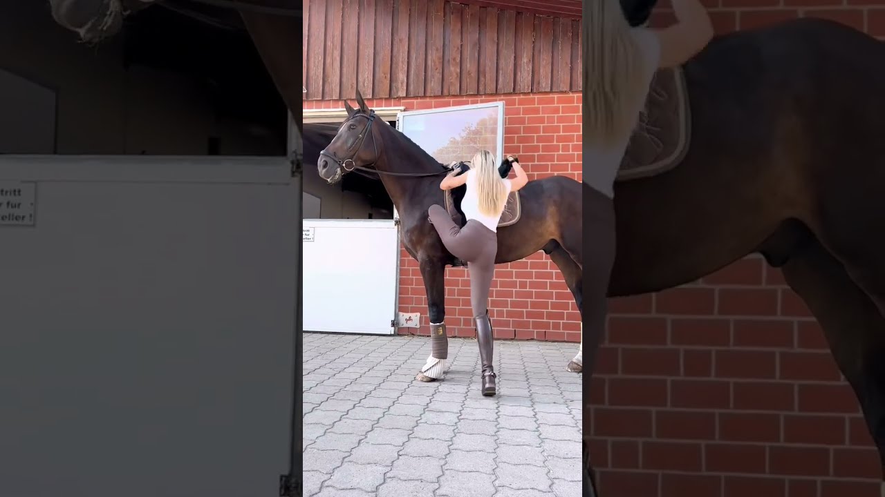 Big Boy How Tall Is Your Horse Equestrian Short