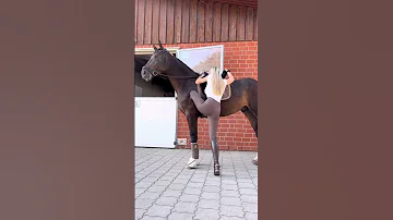 Big Boy How Tall Is Your Horse Equestrian Horse Short 