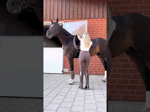Βίντεο: Είναι κακό το dressage για τα άλογα;