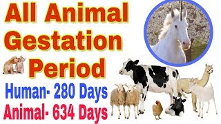 animal gestation period!animal pregnancy period! cow,buffalo,sheep,goat,horse gestation period