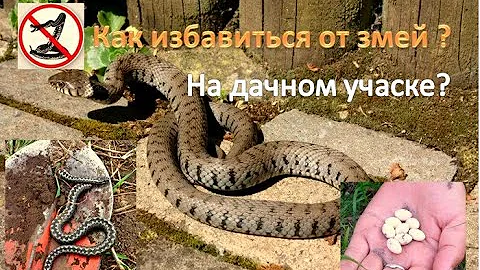 Как избавиться от змей на дачном участке: ДВА проверенных способа!!