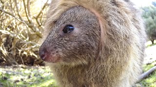 MEET THE QUOKKAS!