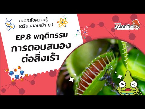 เปิดคลังความรู้ วิทยาศาสตร์ เตรียมสอบ เข้าม.1 Ep.8 พฤติกรรมl Scientia เปิดคลังความรู้ วิทยาศาสตร์ เตรียมสอบ เข้าม.1 Ep.8 พฤติกรรมl Scientia