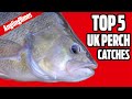 Monster perch fishing catches uk  angling times top 5