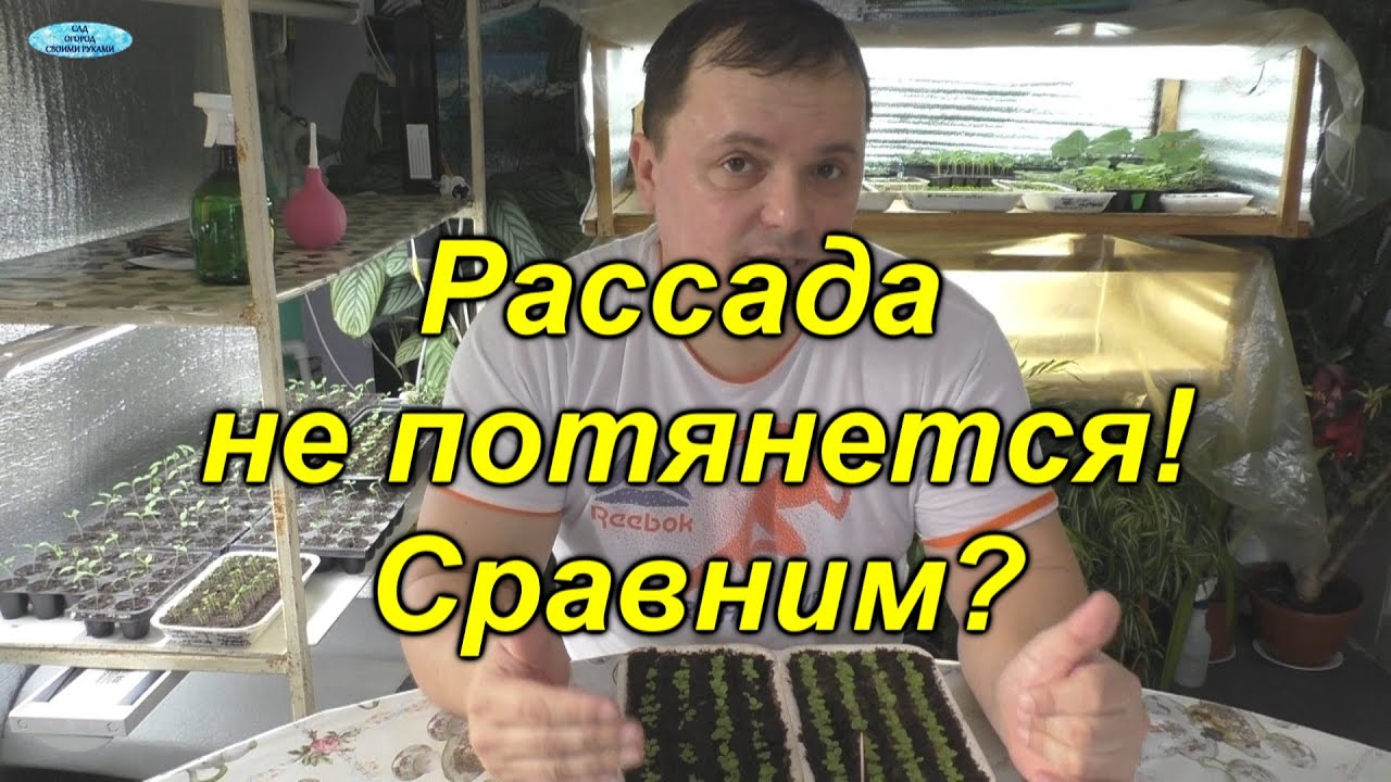 Делаем так и рассада никогда не тянется!