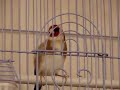 Καρδερίνα πυροβολάει!!! 😍 (Carduelis Singing)