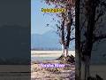 Dalsingpara | Torsha River | Dooars #Dalsingpara #Ranbahadurbasti #youtubeshorts#travelindia #shorts
