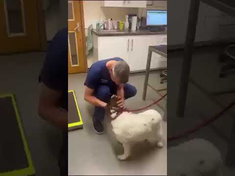 The Best of Walsall - 387 Vets, Walsall