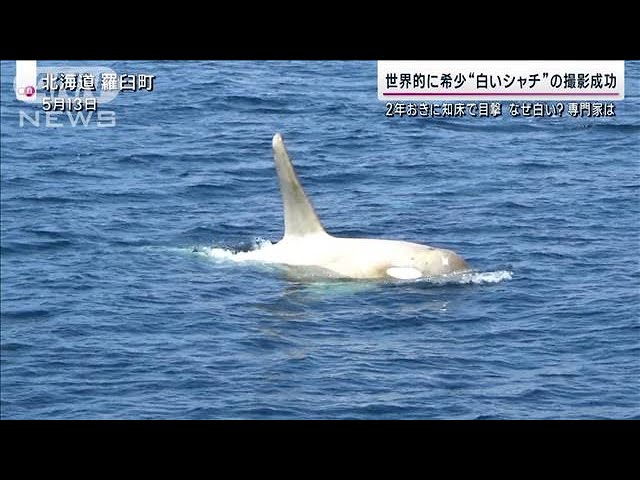 世界的に希少な“幻の白シャチ”知床の海で独自撮影に成功 なぜ白い 