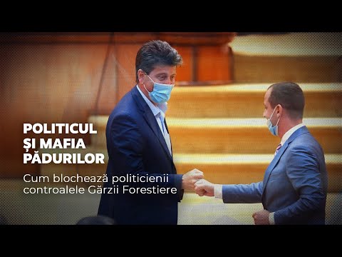 Politicul și mafia pădurilor. Cum blochează politicienii controalele Gărzii Forestiere