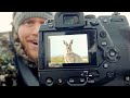 Mountain Hares in Scottish Highlands | Wildlife Photography in Cairngorms