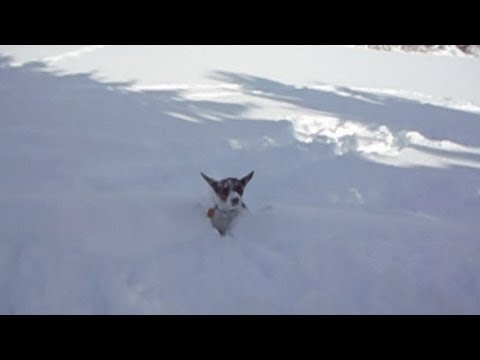 Little Dog Lost in Big Snow - YouTube