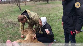 Тайган. Очередь для фото с львицей. Taigan. The queue for a photo with a lioness. Тайган. Очередь для фото с львицей. Taigan. The queue for a photo with a lioness.