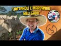 DIA A DIA DO BOIADEIRO, MARCANDO O GADO E FAZENDO VITAMINA!!!