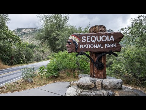 Video: Cây Sequoia lớn nhất là gì?