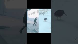 Thumbnail for just a couple of birds #humanvsnature #interpretivedance