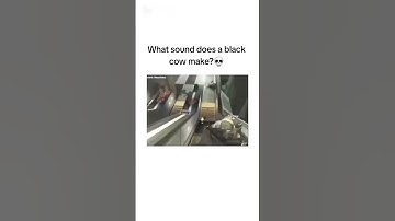 Thumbnail of What does a black cow say? #funny  #gaming  #fail #meme #memes