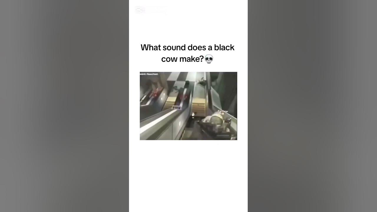 What does a black cow say? #funny  #gaming  #fail #meme #memes