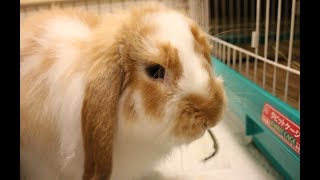 うさぎの下痢 軟便にビオフェルミンが効果的 ウサギの飼い方 Com