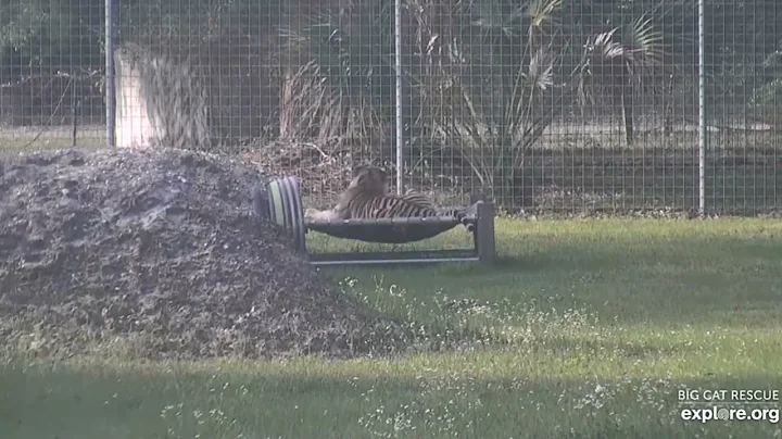 Watch the video about It's nap o'clock for vacation tigers. Jasmine tiger at Big Cat Rescue.