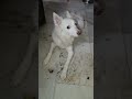 snowy always camera  concious cutu puppy dog fun funny pet animal #funnypuppy #pets