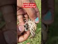 ✨ அற்புதமான 100 நண்டு குஞ்சுகள் ⁉️#shorts #krishvavlogs #shortsfeed #village #vivasayam #craps