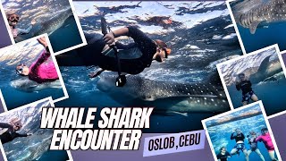 Swimming with the Gentle Giants of the Sea  Whale Shark Encounter at Oslob, Cebu