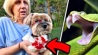 MY PUPPY WAS ATTACKED!
