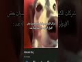 شكرات الكيبوب وهي تغطي على اقبح الأصواات جدوله على الكيبوب ستايلزي بلينك  ونسز بيبي مونستر